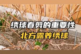 老枝开花的绣球，选择春剪，才能再次复花！北方露养绣球要注意视频封面