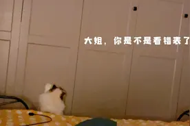 超准时的布偶闹钟猫居然看错表，四点半就来了视频封面