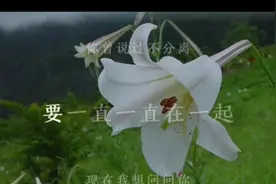 电影《小时代》的主题曲，时间就像被蒸发的雨水一样，再也不回来视频封面