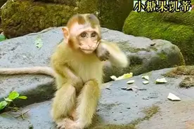 小糖果凯蒂吓坏了当它紧张时小嘴停不来的嘀嘀咕咕视频封面