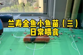 兰寿金鱼鱼苗太小，日常喂食用红线虫就可以了～