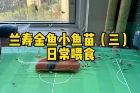 兰寿金鱼鱼苗太小，日常喂食用红线虫就可以了～