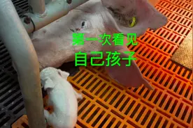 当母猪第一次看见自己生的小猪是啥反应？它们好像会交流