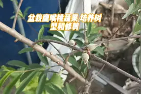 盆栽鹰嘴桃蔬果 培养树型和修剪视频封面