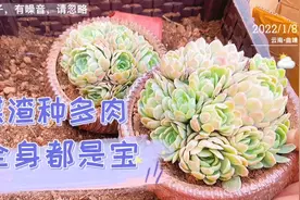 蜂窝煤渣种多肉，教你怎么把它变废为宝！视频封面