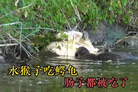 水猴子吃鳄龟，连肠子都被吃掉了