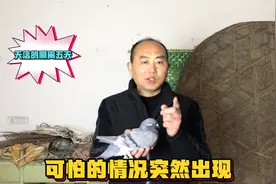 飞来一羽天落鸽，隔离到第五天的时候，“这颗定时炸弹终于爆发”视频封面
