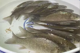 鲫鱼汤像我这样做，汤白如牛奶，也不用担心鱼刺，鲜香浓郁无腥味