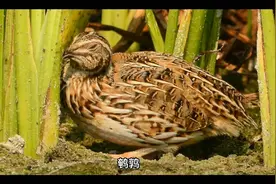 鹌鹑肉功效视频封面
