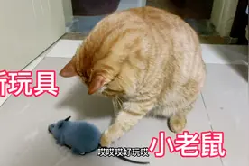 妈妈给买了一个电动老鼠玩具把肥猫吓得抱头鼠窜，猫怕老鼠太逗啦视频封面