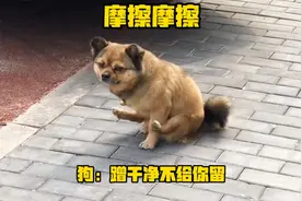 狗：日防夜防，上完厕所更要防着你！视频封面