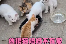 凶狠猫妈妈竟然不在家 我准备摸一摸小猫宝宝视频封面