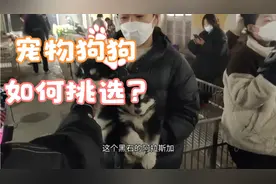 今天带粉丝挑选一只会站立走路泰迪视频封面