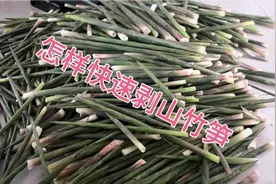 山竹笋好吃，但是难采更难剥，今天教大家一个快速剥山笋的方法