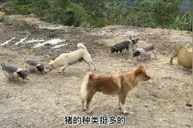 去山里抓小猪仔，猪都是放养的，种类多，有的特别凶悍！视频封面