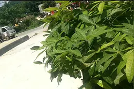农历六月初三，“菩萨出游！”佑国泰民安，风调雨顺！心想事成！视频封面