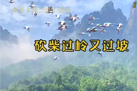 电影《刘三姐》插曲广西经典民歌《砍柴过岭又过坡》视频封面