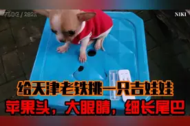 给天津老铁挑一只吉娃娃，苹果头，大眼睛，细长尾巴视频封面