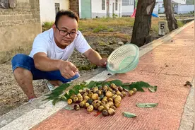 老乡在村口种了一棵果树，果实加工后卖40元1斤，一株产值4000元视频封面