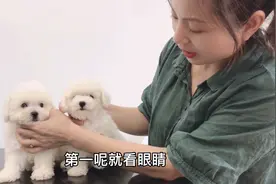 白泰迪和比熊相似度极高，真是让难以分辨，小妹教你如何快速认出视频封面