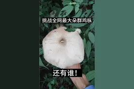 有生以来见过最大的群鸡枞，比起独鸡枞的大个体都不相伯仲！