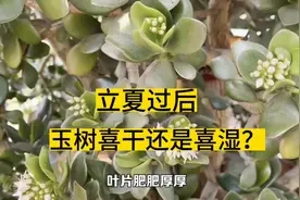 立夏后，玉树“喜干”还是“喜湿”？很多花友做错了，难怪收空盆视频封面