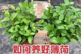 你养薄荷还黄叶吗？掌握这几点养护技巧，薄荷也能爆盆