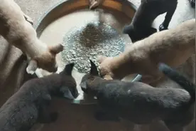 狗狗喂白粥十麦麸十豆腐渣十点鱼肉就长得好了，看我的狗过得吗视频封面