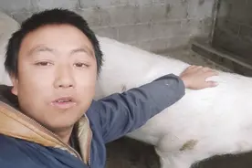 大蒜在养猪中的4大妙用，80后养猪小伙养猪经验分享视频封面