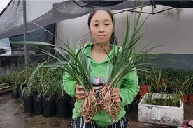 兰友们喜欢的四川春剑，每窝都漂亮，一养就爆盆，兰根比手指还粗视频封面