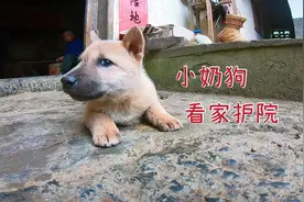 两个月的小狗帮主人看家，尽职尽责真卖力，干完活还会向主人邀功视频封面