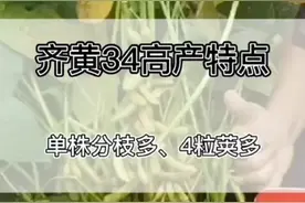 双国审超高产大豆之王——新齐黄34，单株分枝多，4粒荚多视频封面