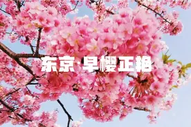 东京٠早樱正艳～视频封面