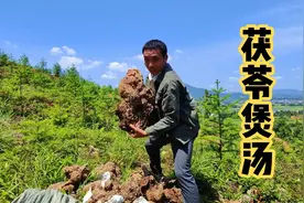 山里挖回来的茯苓，大叔拿它煲骨头汤，三伏天最适合喝这种茯苓汤视频封面