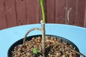 太阳花嫁接小技巧，用不死鸟为砧木，嫁接太阳花，1月就能成老桩视频封面