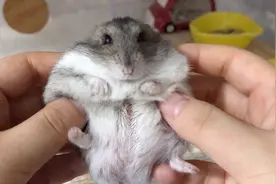 让小仓鼠给大家跳个舞