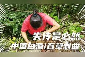 坚持就是下一个茅台，五粮液！可惜濒临失传，后继无人！视频封面