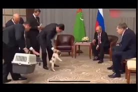 第一个画面快速起身抱小狗的动作就融化了我心。视频封面