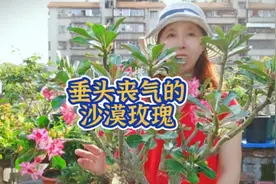 一年没修枝的沙漠玫瑰，因为开花后花头太重，终究还是弯腰垂头了视频封面