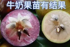 牛奶果也叫星苹果  小苗有结果了视频封面