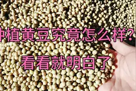 近日河南黄豆价暴涨，并且国家还补钱，看看啥价？每亩补多少钱？视频封面