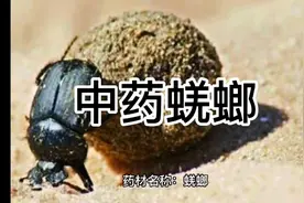 中药蜣螂的作用与功效。性味归经。中药中草药@中医骨科葛大夫视频封面