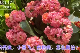 长寿花长蚧壳虫，小黑飞，得白粉病，又不想喷药，怎么防治？视频封面