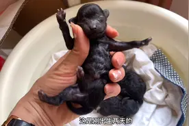 出生2天的小泰迪，拿手里不到3秒滋滋乱叫四仰八叉的，脾气还挺大视频封面