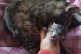 独生子的营养就是好，小米粒三天就开始睁眼了！视频封面