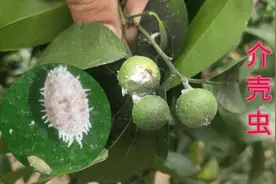 果农朋友一定得注意！砂糖橘落果有可能是虫害，看看这小伙的果园视频封面