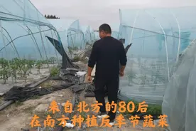 北方的80后南方种植反季节蔬菜，蔬菜行情好，30亩辣椒卖四十多万视频封面