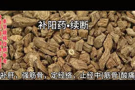 续断，是治跌打损伤和妇科的一味神奇妙药。