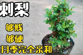 刺梨是嫁接月季的良好砧木，不接受反驳。视频封面