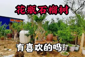 花瓶石榴树，适合盆栽庭院花园种植，有喜欢的吗？视频封面